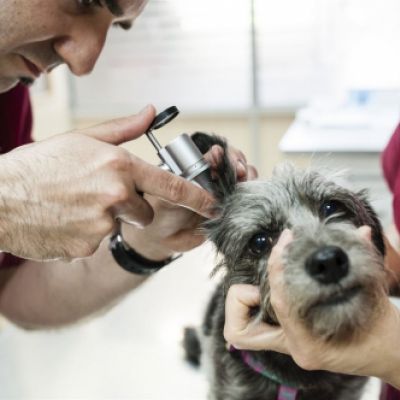 Perro tratado por veterinarios