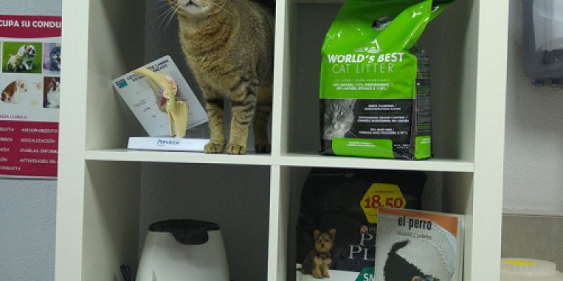 Gatos subidos en estantería Gatos subidos en estantería