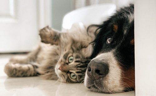 Diabetes en perros y gatos