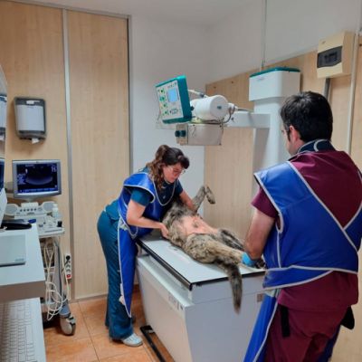 Veterinarios tratando a un perro grande