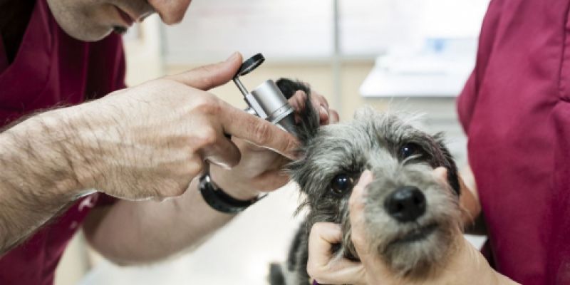 Perro tratado por veterinarios