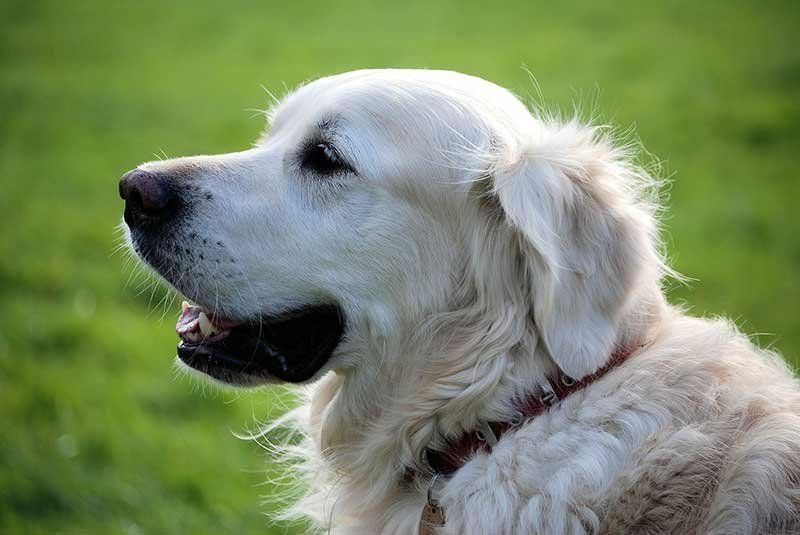 Caída pelo perro causas tratamiento