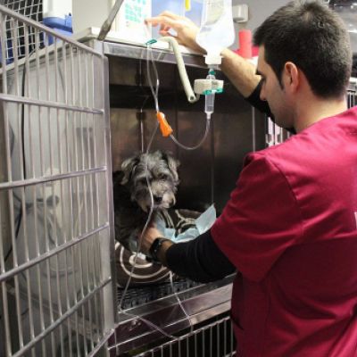 Veterinario atendiendo a un perro