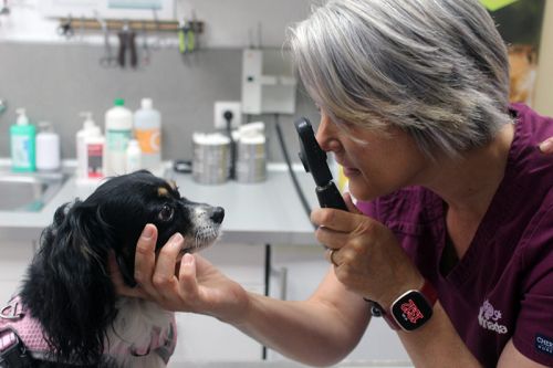 Tienda especializada para mascotas Tienda especializada para mascotas