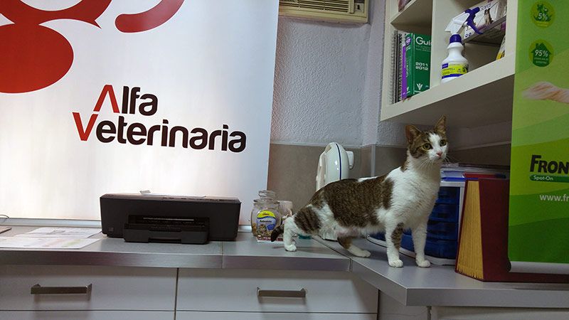 Gato en la clínica veterinaria