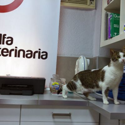 Gato en la clínica veterinaria