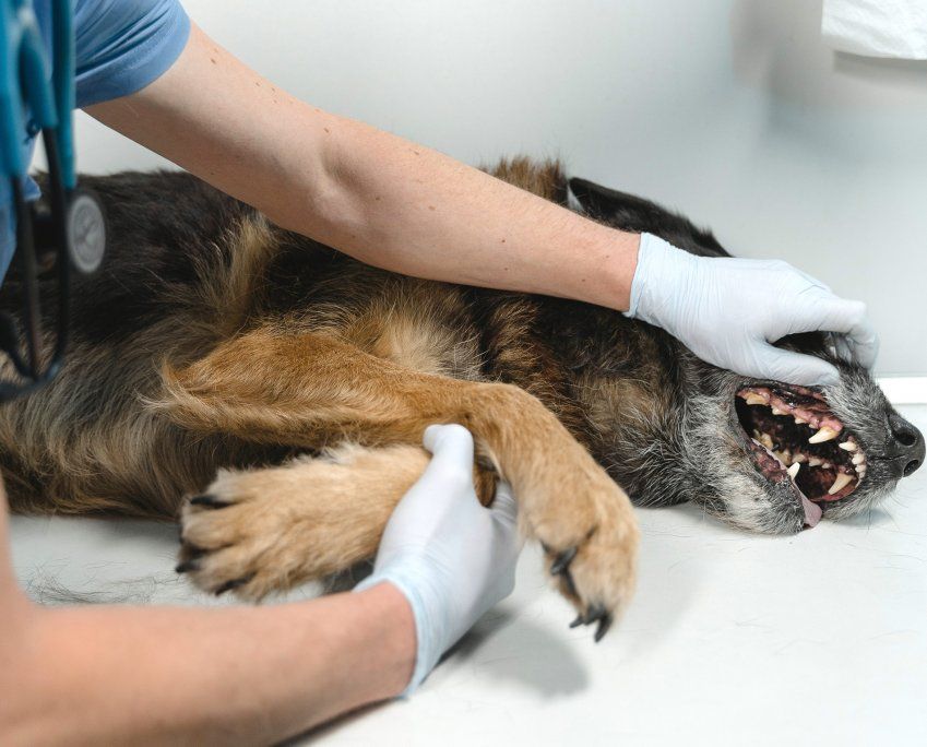 Por qué se le caen los dientes a mi perro