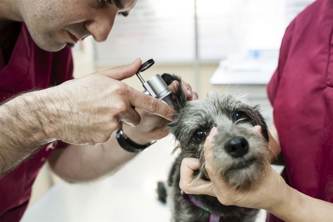 Perro tratado por veterinarios