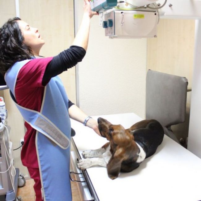 Geriatría veterinaria en Castellón