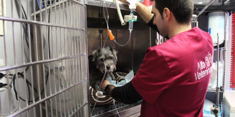 Veterinario atendiendo a un perro