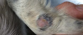 ¿Tu perro se rasca mucho? Te explicamos las causas y remedios de la dermatitis