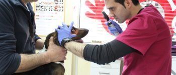 Revisiones veterinarias en Castellón