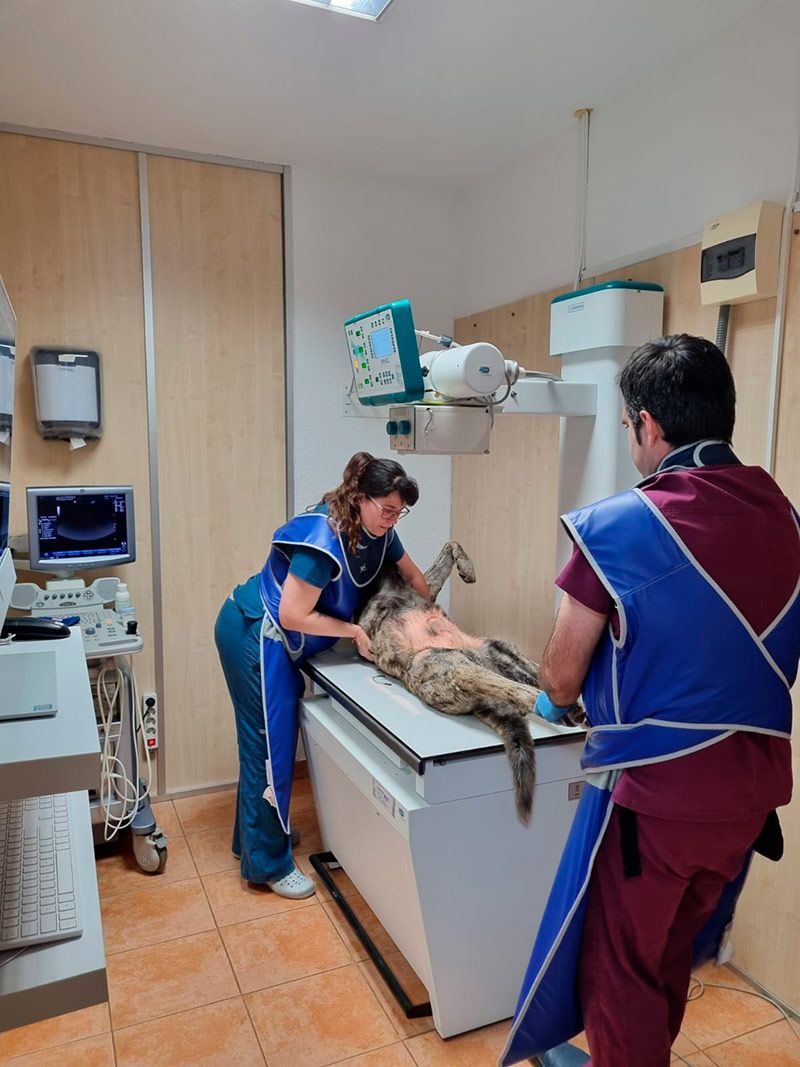 Veterinarios tratando a un perro grande