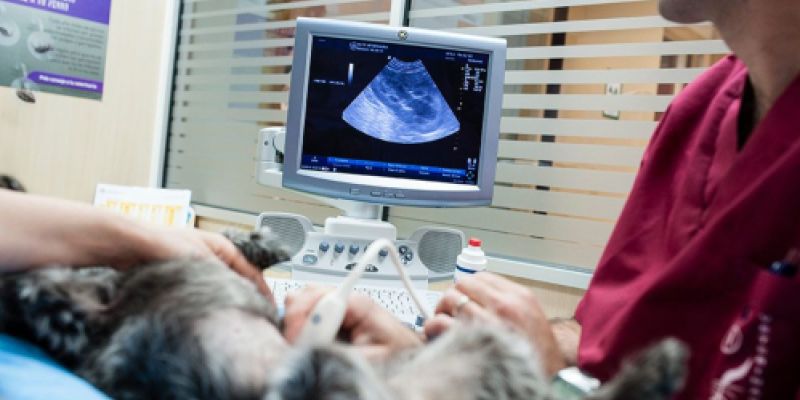 Veterinaria Castellón Veterinaria Castellón