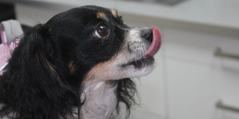 Perrito en la clínica veterinaria