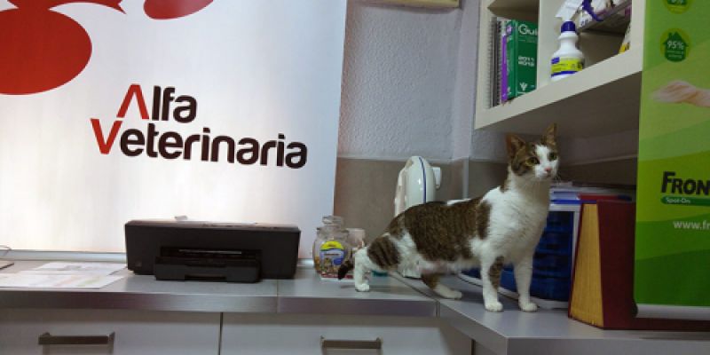 Gato en la clínica veterinaria