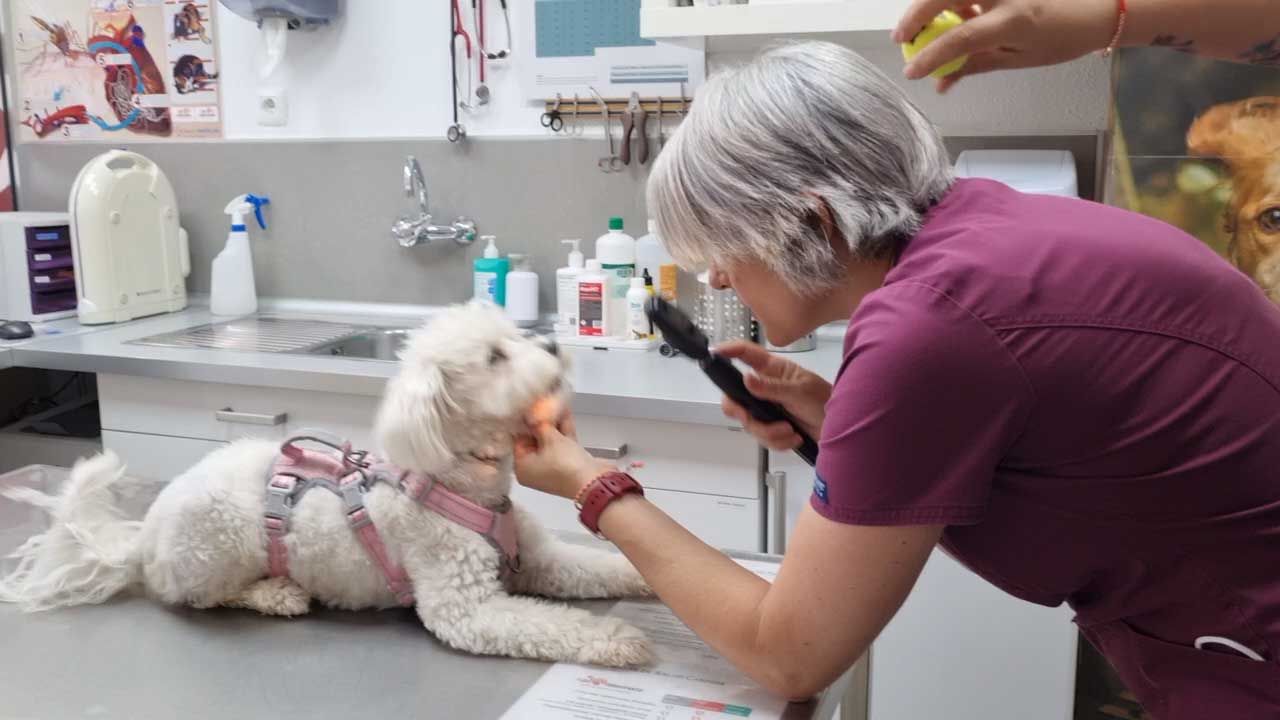 Servicios veterinarios en Castellón