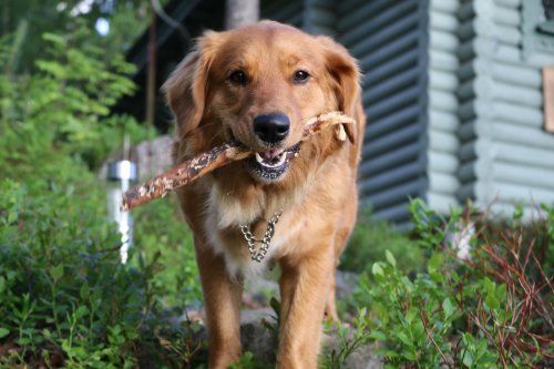 Causas cojera en perros