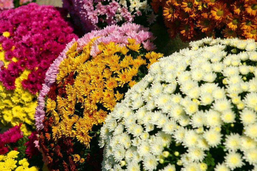 Plantas tóxicas y venenosas para gatos