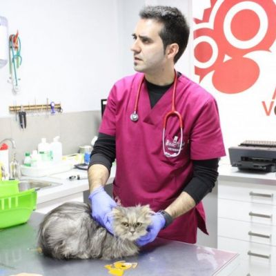 Revisiones veterinarias en Castellón