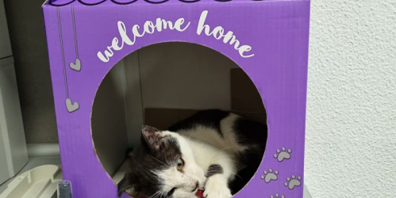 Gatito dentro de caja de cartón Gatito dentro de caja de cartón