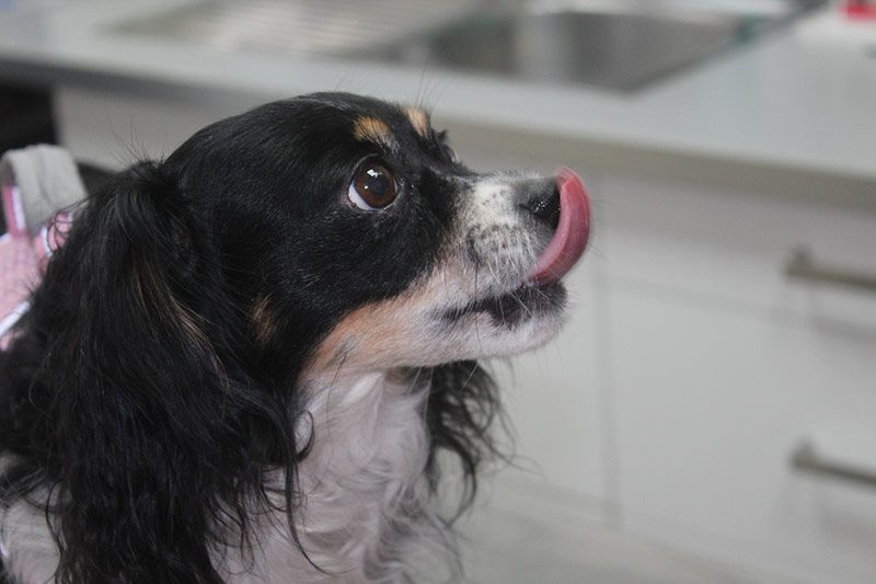 Perrito en la clínica veterinaria