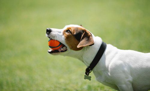 La importancia de la higiene dental en las mascotas