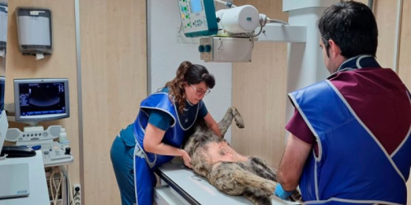 Veterinarios tratando a un perro grande