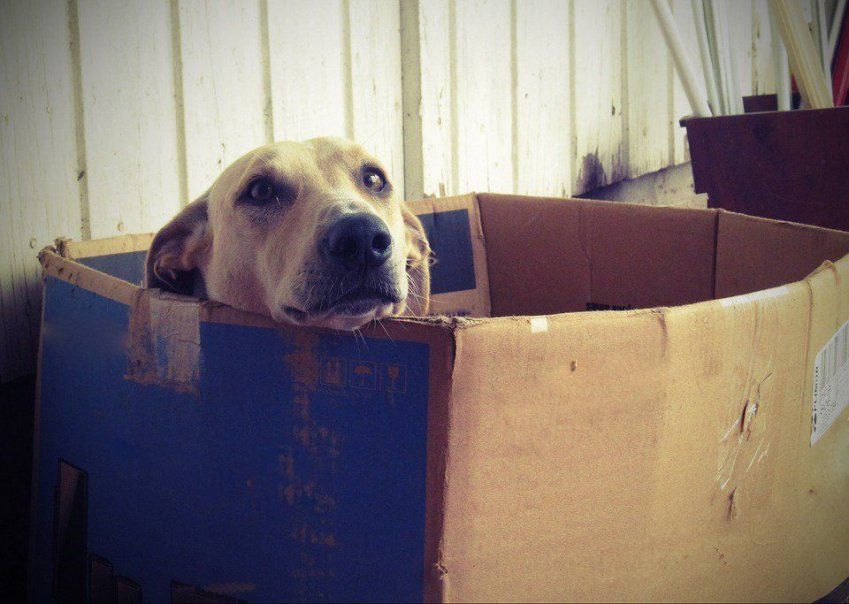 Filaria canina en Castellón