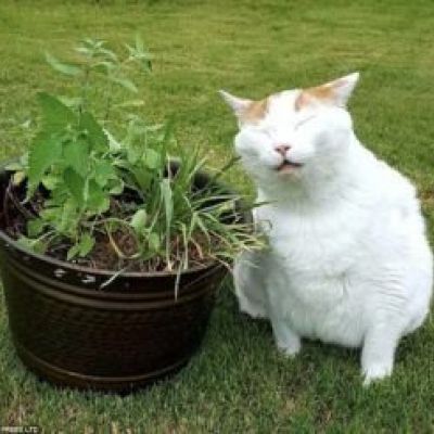 Catnip: la marihuana gatos