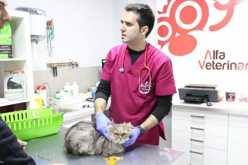 Consulta veterinaria en Castellón