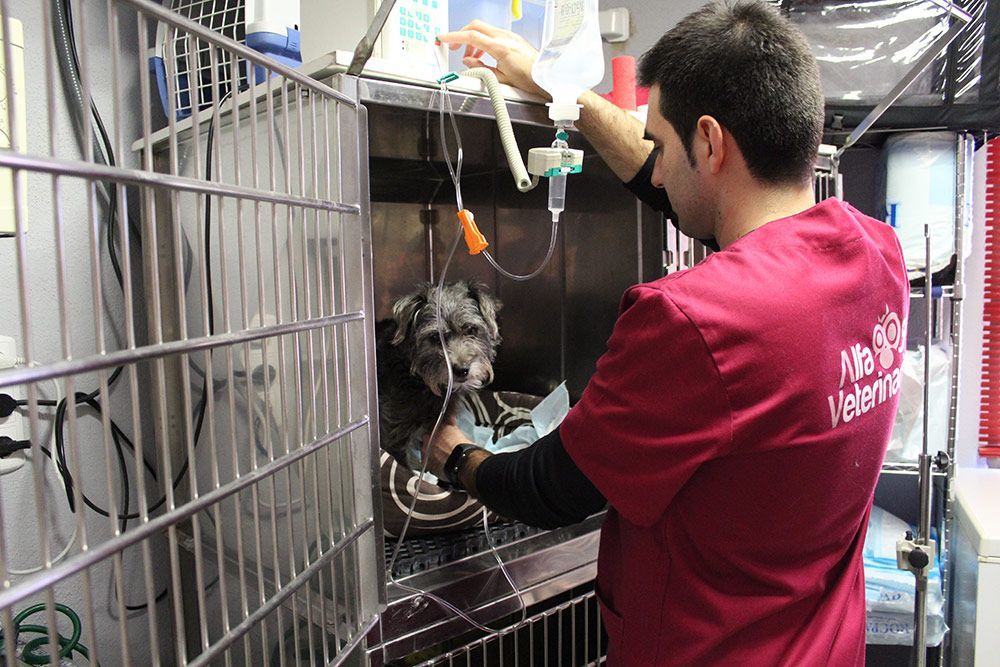 Veterinario atendiendo a un perro