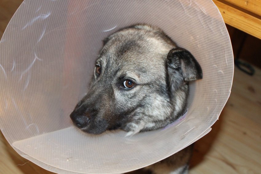 cuanto dura la otitis en perros