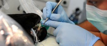 Limpieza dental veterinaria en Castellón