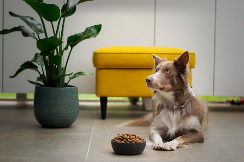 qué alimento para perros sin cereales es seguro